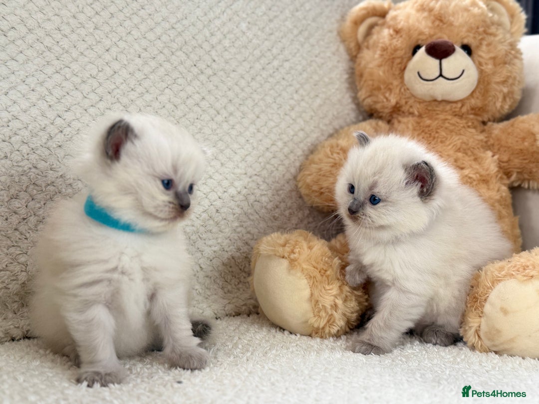 Ragdoll cats for sale: Stunning Bluepoint Ragdoll Kittens for sale - Image 25