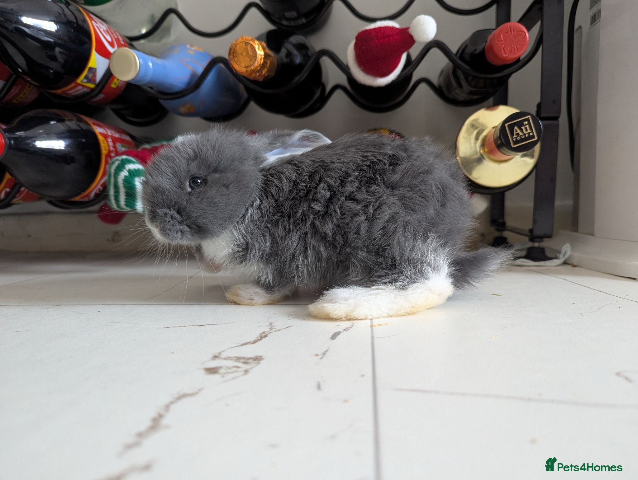 French Lop rabbits 5 Baby French lops - Advert 10
