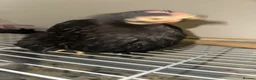 Chickens poultry for sale:     Dutch Bantam This black bird - Advert 3