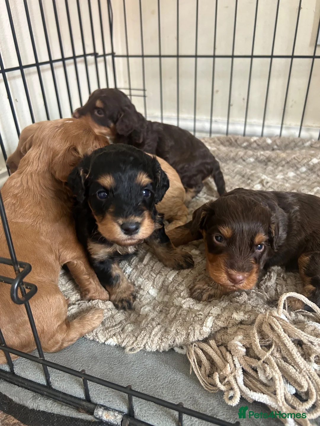 Cockapoo dogs for sale: Beautiful F1 Cockapoo Puppies – Ready Soon  £1,200 - Advert 2