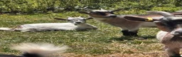 Goats livestock for sale: Pygmy Goats  - Advert 8