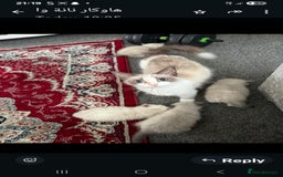 Ragdoll cats for sale: 2 ragdoll siblings for sale  - Image 11