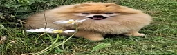 Pomeranian dogs for sale: “Chase” a very special Pom Puppy  - Advert 4