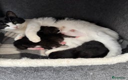 Domestic Shorthair cats for sale: 2 babies left  - Image 3