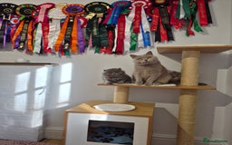 British Longhair cats for sale: GCCF Registered British Longhair kittens - Image 19