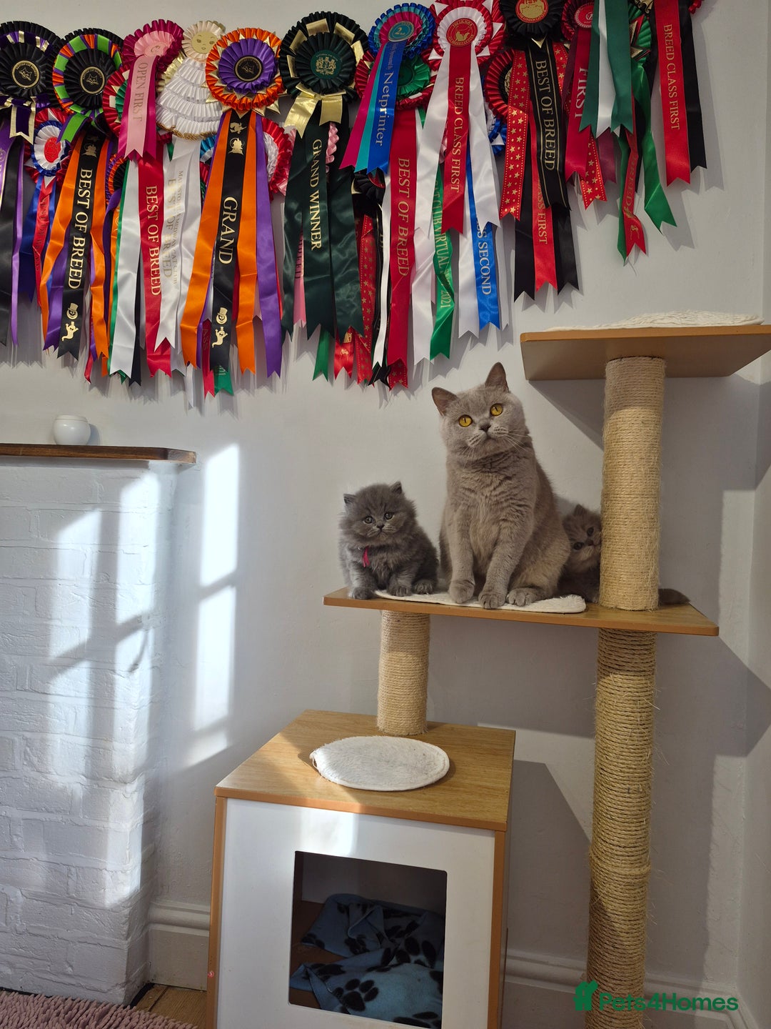 British Longhair cats for sale: GCCF Registered British Longhair kittens - Image 19