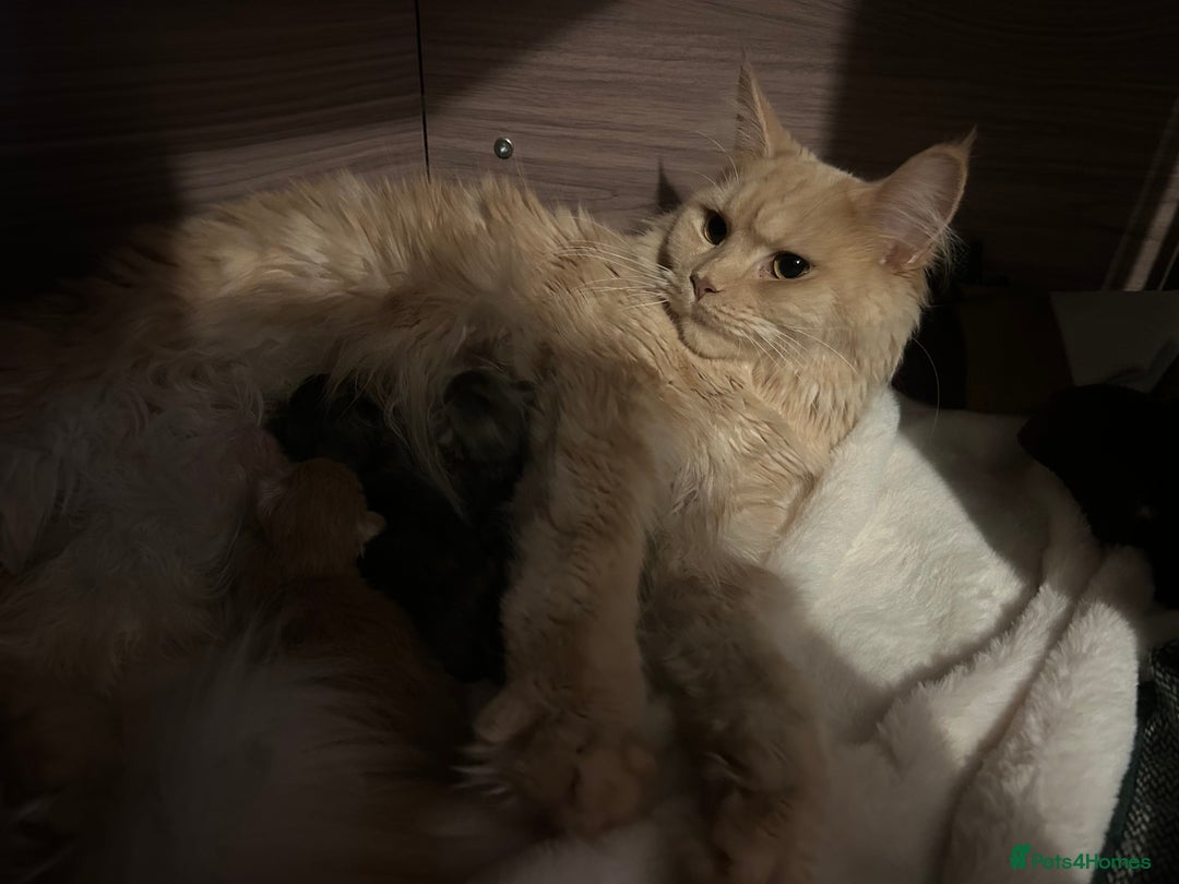 Maine Coon cats for sale: Maine Coon girl READY NOW - Advert 19