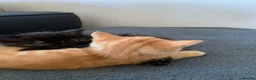 Mixed Breed cats for sale: Half rag dolls  - Advert 2