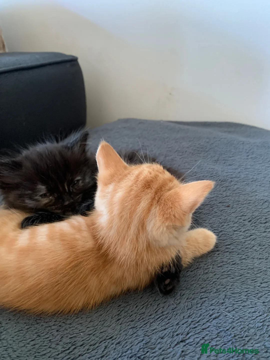 Mixed Breed cats for sale: Half rag dolls  - Advert 2