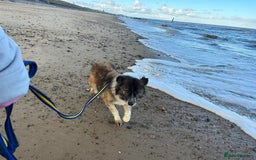 Mixed Breed dogs for adoption: Hilda - Norwich Norfolk  - Image 28