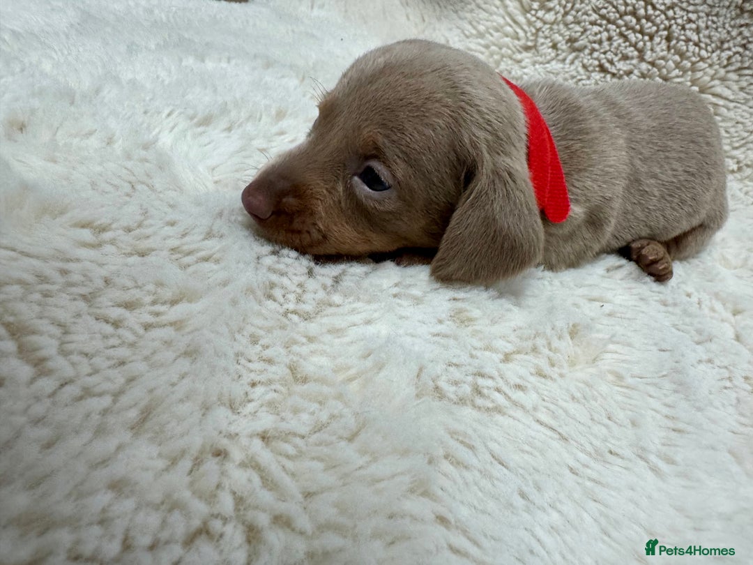 Miniature Dachshund dogs for sale: Miniature dachshund puppies - Image 9