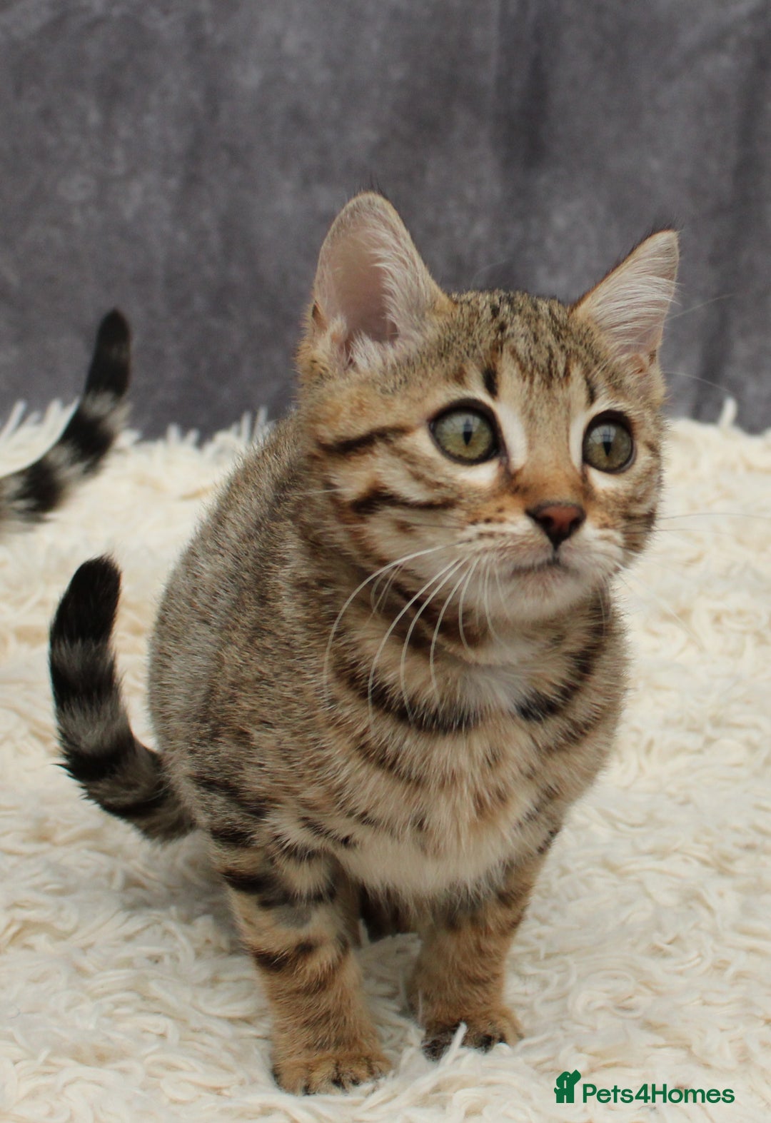 Bengal cats for sale: 🔥Stunning Bengal Kittens last little girl left 🔥 - Image 9
