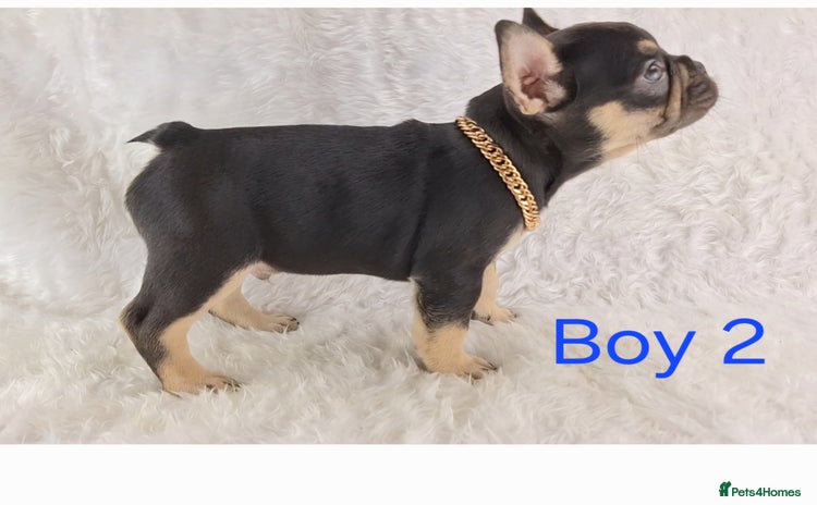 French Bulldog dogs - Advert 2