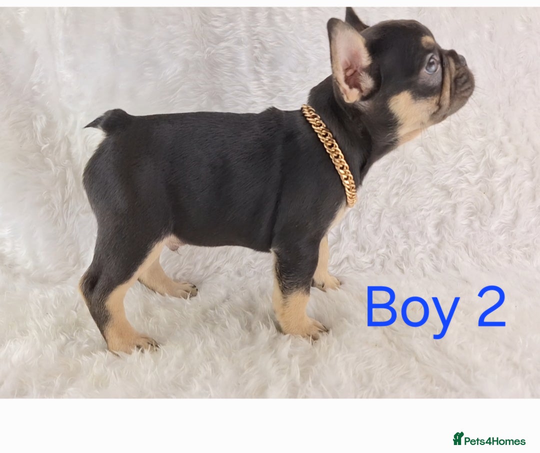 French Bulldog dogs for sale: Classic French Bulldog Puppies  - Image 7