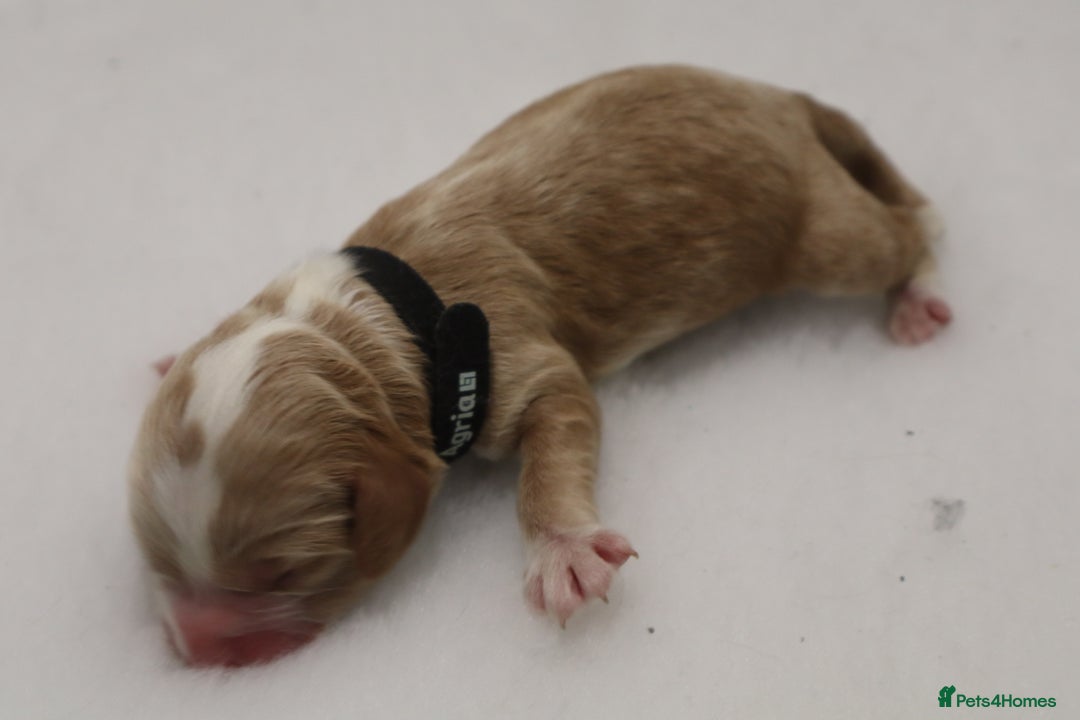 Cockapoo dogs for sale: 5 * BREEDERS, ELITE COCKAPOOS F1 PUPPIES - Advert 9