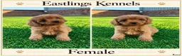 Cavapoo dogs for sale: F1 Cavapoos  - Advert 7