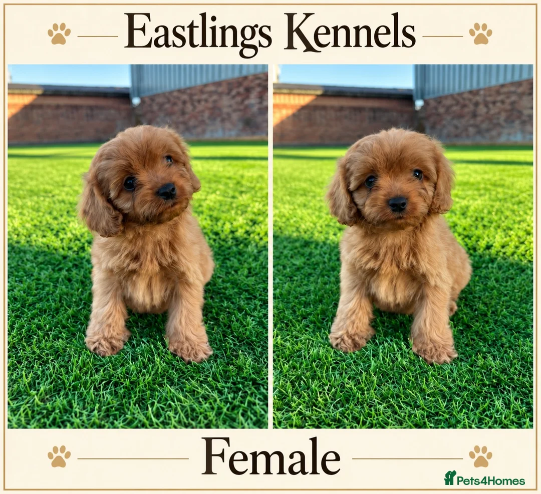 Cavapoo dogs for sale: F1 Cavapoos  - Advert 7