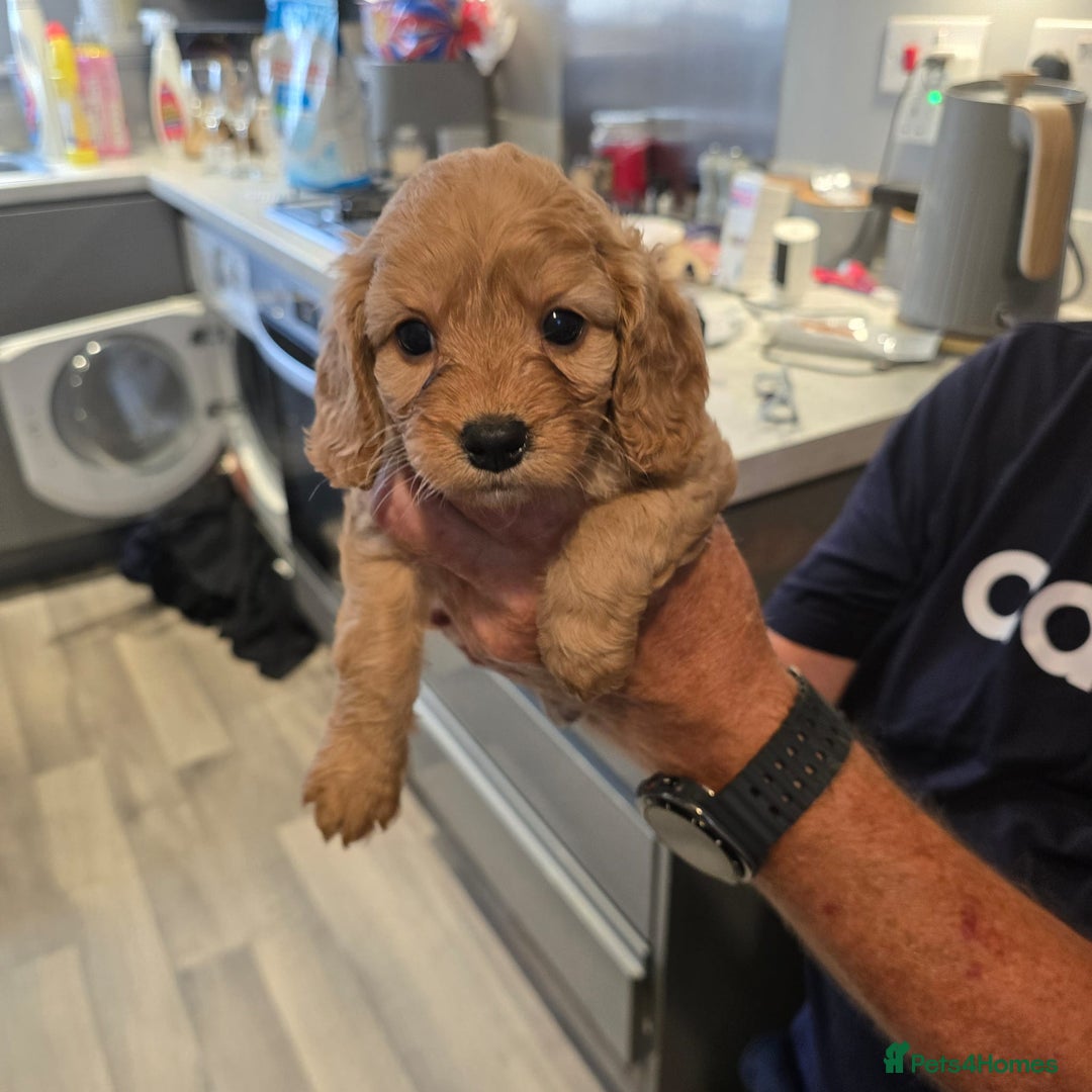 Cavapoo dogs for sale: REDUCED AMAZING F1 cavapoo puppies  - Image 14