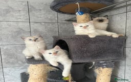 Ragdoll cats for sale: Adorable 2 male kittens, Ragdoll dad, mum Siamese - Image 9