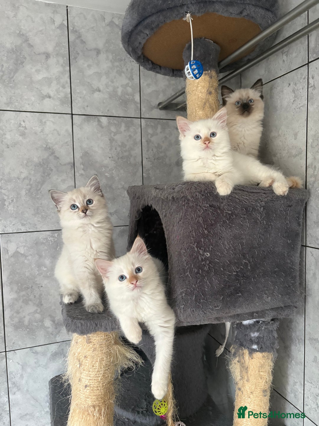 Ragdoll cats for sale: Adorable 2 male kittens, Ragdoll dad, mum Siamese - Image 9