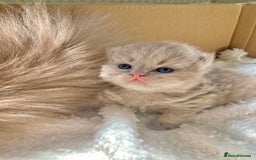 British Shorthair cats for sale: British Short Hair/ British Longhair 🐾 in Manchester - Image 14