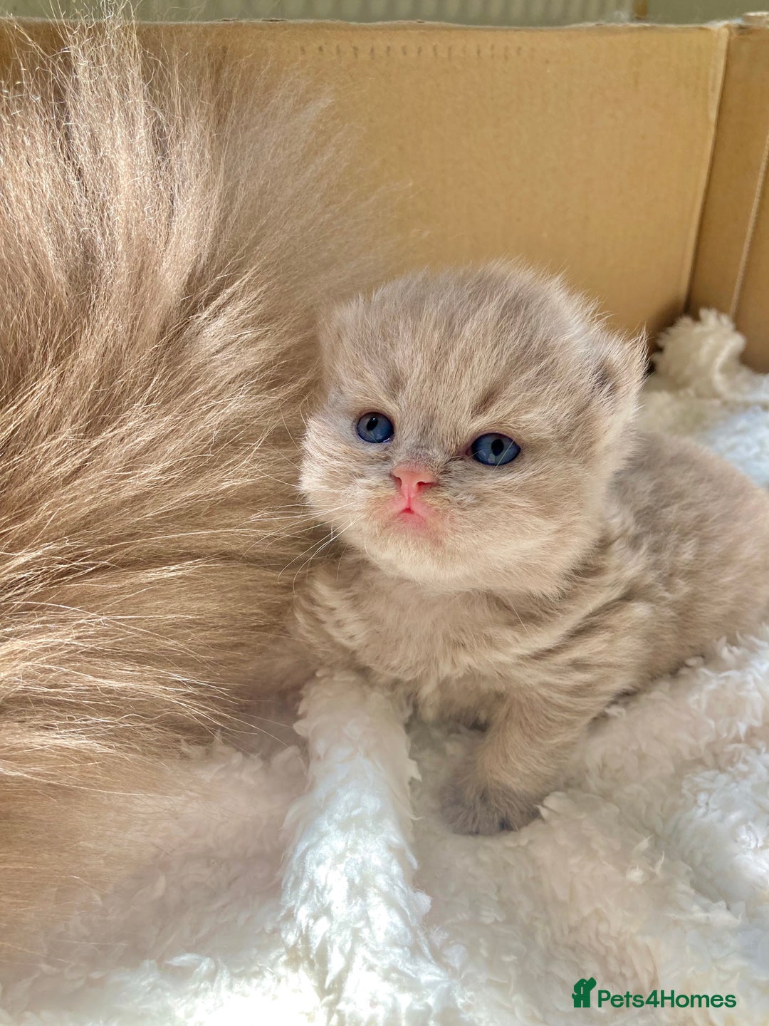 British Shorthair cats for sale: British Short Hair/ British Longhair 🐾 in Manchester - Image 14
