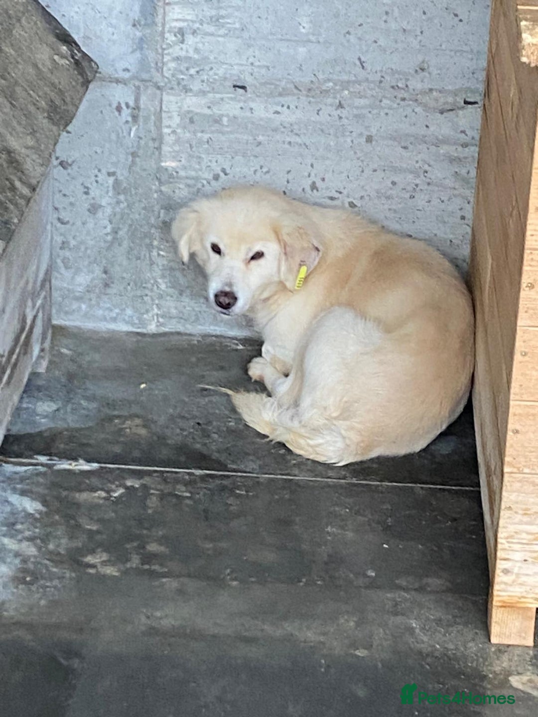 Mixed Breed dogs for adoption: Seth, 10 yrs old . Available for adoption. - Advert 2