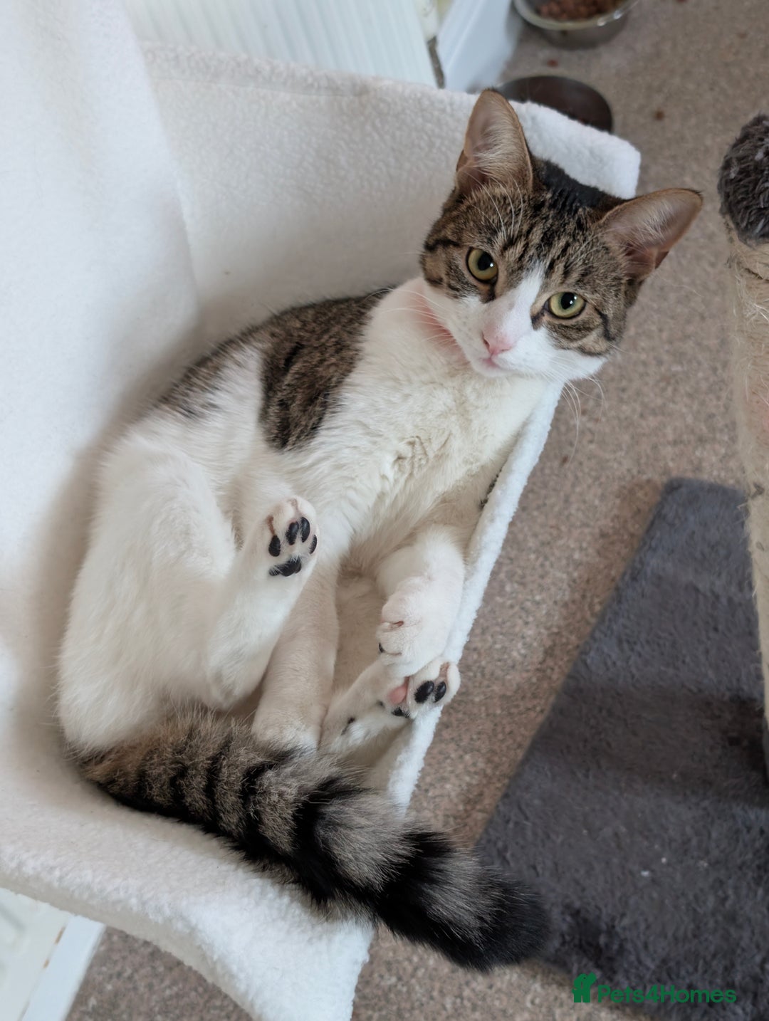 Mixed Breed cats for sale: Tinkerbell is Ready Free to good home! - Image 11