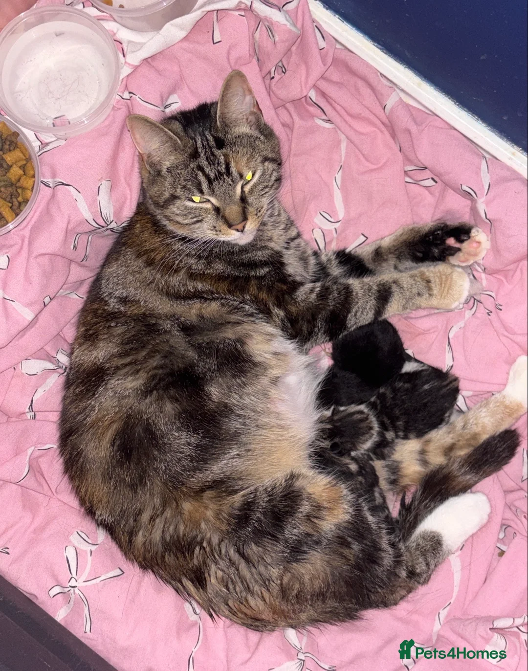 Mixed Breed cats for sale: 5x Kittens - Advert 1