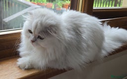 Scottish Fold cats for sale: Scottish fold long hair  - Image 5