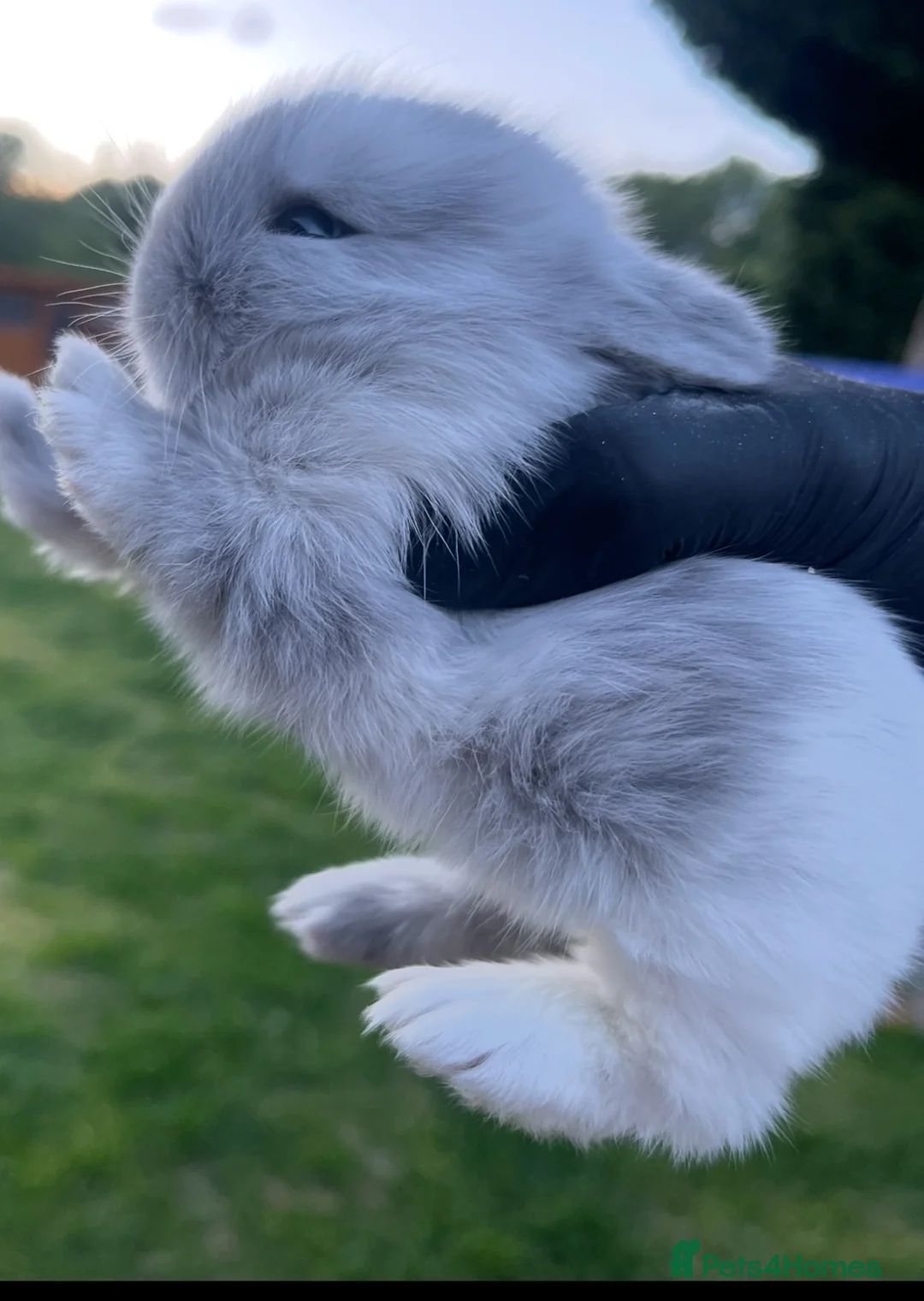 Lionhead rabbits for sale: Gorgeous baby Lionhead  - Advert 2