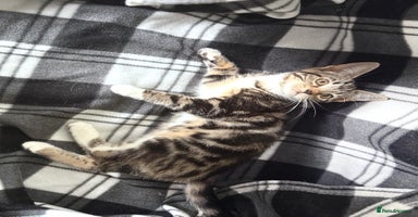 Mixed Breed cats - Advert 5
