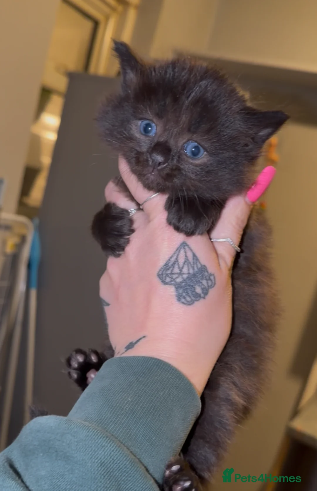 Ragdoll cats for sale: 5 Boys Left - Chocolate Brown Ragdoll X Kittens  - Advert 2