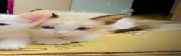 Ragdoll cats for sale: ragdoll kitten different eye colours  - Advert 3