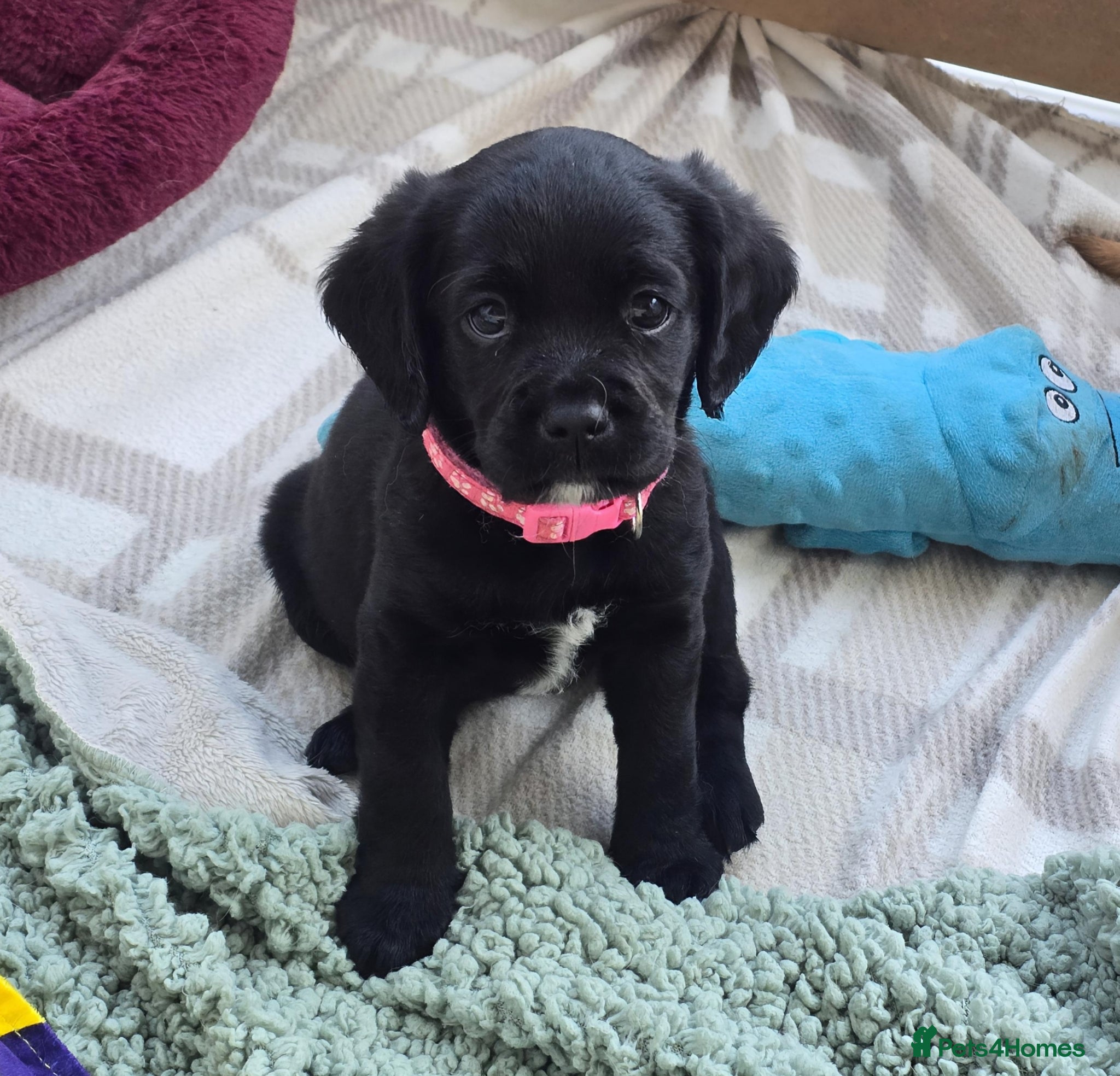 Mixed Breed dogs for sale: Cavador! Rare Ready 2 leave. 1 beautiful boy left. - Advert 13