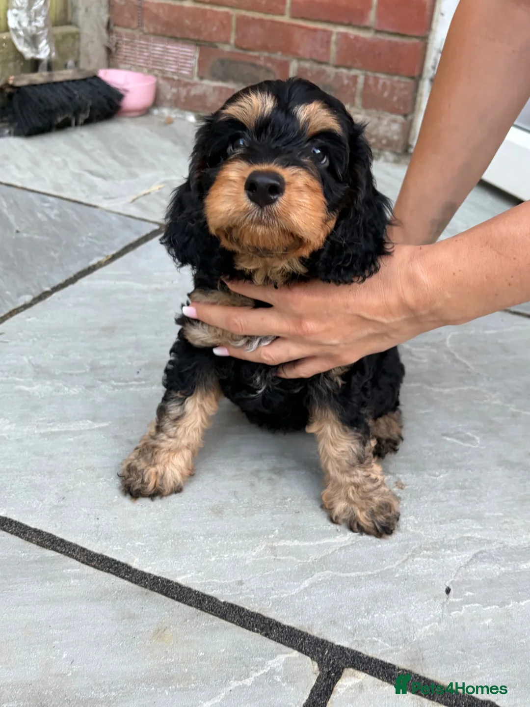 Cockapoo dogs for sale: Ready to collect girl cockapoo - Advert 2