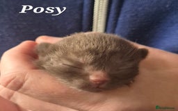 British Shorthair cats for sale: **Stunning TICA Registered Kittens** - Image 3