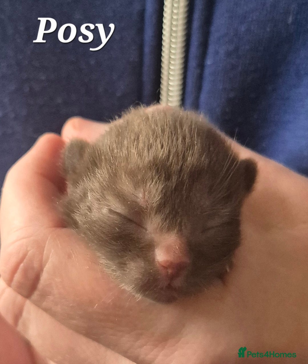 British Shorthair cats for sale: **Stunning TICA Registered Kittens** - Image 3