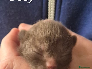 British Shorthair cats for sale - Advert 1