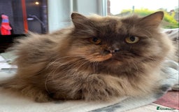 British Longhair cats for sale: British long hair female  - Image 2