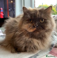 British Longhair cats - Advert 8