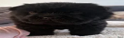 Chow Chow dogs for sale:  3 Black Female Chow Chow Puppies Available  - Advert 6