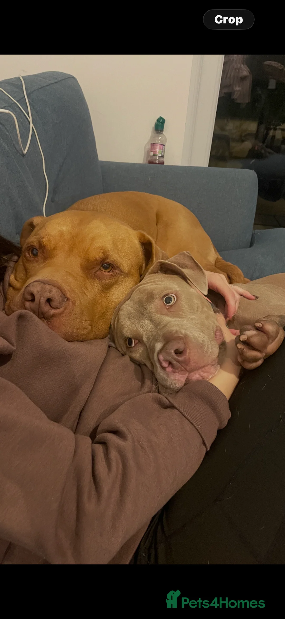 Mixed Breed dogs for sale: 9 mo entire male  - Advert 2