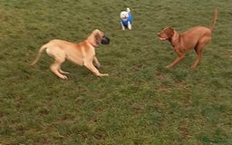 Great Dane dogs for sale: KC Reg Great Dane Female  - Image 21