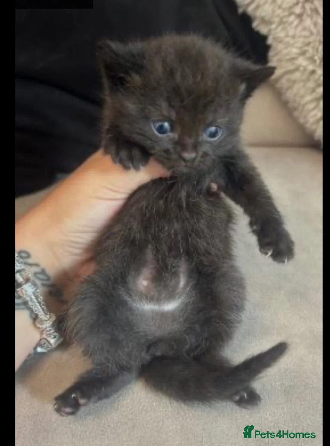British Shorthair cats for sale: stunning BSH x in London - Advert 5