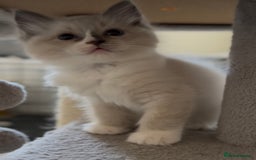 Ragdoll cats for sale: 💙🐾Tica full Pedigree🐾EU Ragdoll 🐱🐾DNA Clear - Image 27