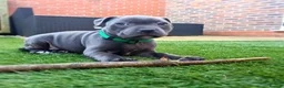 Staffordshire Bull Terrier dogs for sale: Beautiful Staffordshire Bull Terrier puppies in Manchester - Advert 2