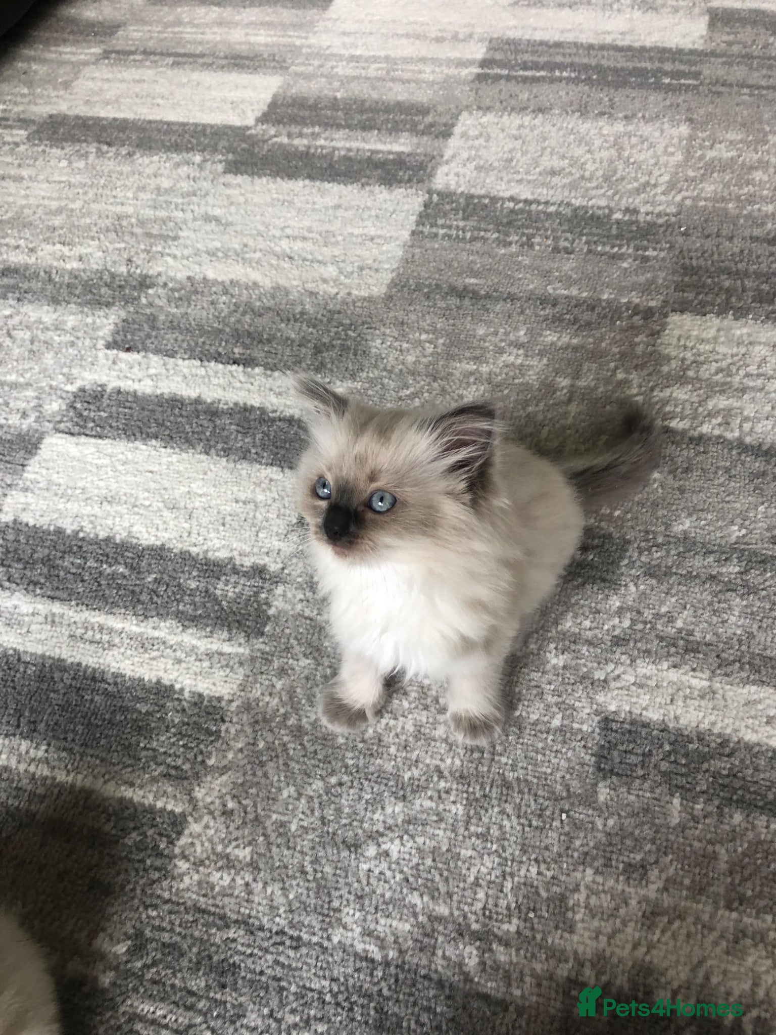 Ragdoll Kitten 4