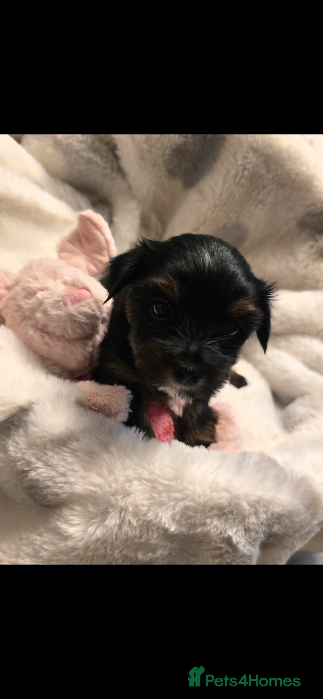 Yorkshire Terrier dogs for sale: Yorkshire terrier  - Advert 9