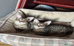 Savannah cats for sale: Savannah F4 girl kittens - Image 8